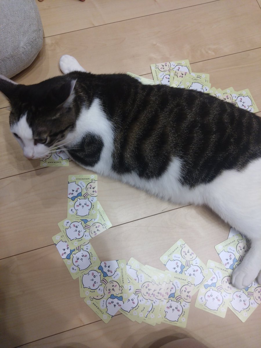 LumiaTower's tweet photo. 円に入りたがるとは聞いたことあったけど、ぶたのしっぽやってたら来た。 https://t.co/Cw8Zc5C1al