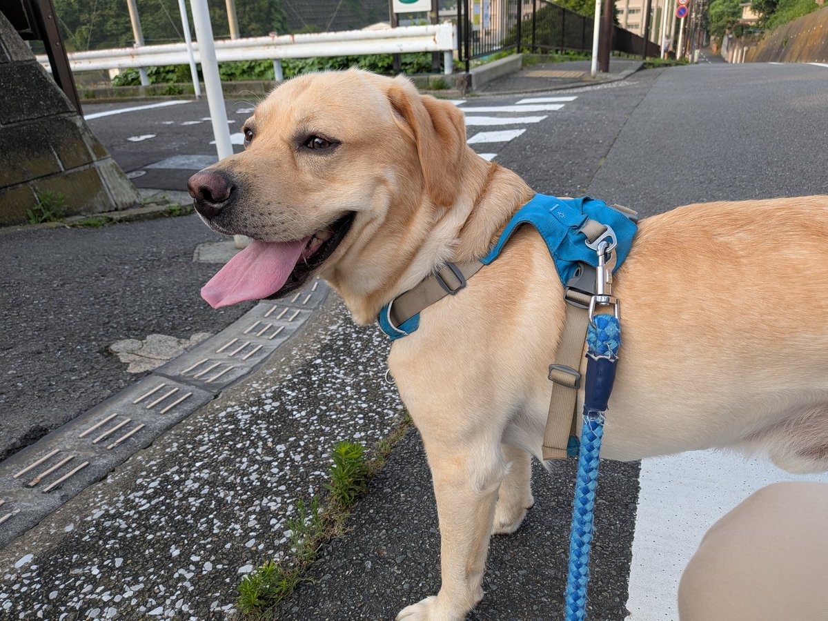 srmaeda's tweet photo. 本日もよろしくお願いします。
#ラブラドールレトリバー
#ラブラドール
#犬のいる暮らし
#朝散歩
#愛犬との時間
#犬好きさんと繋がりたい
#今日のわんこ
#横須賀
#プーちゃん
#本日もよろしくお願いします https://t.co/Vd7U9REv0e
