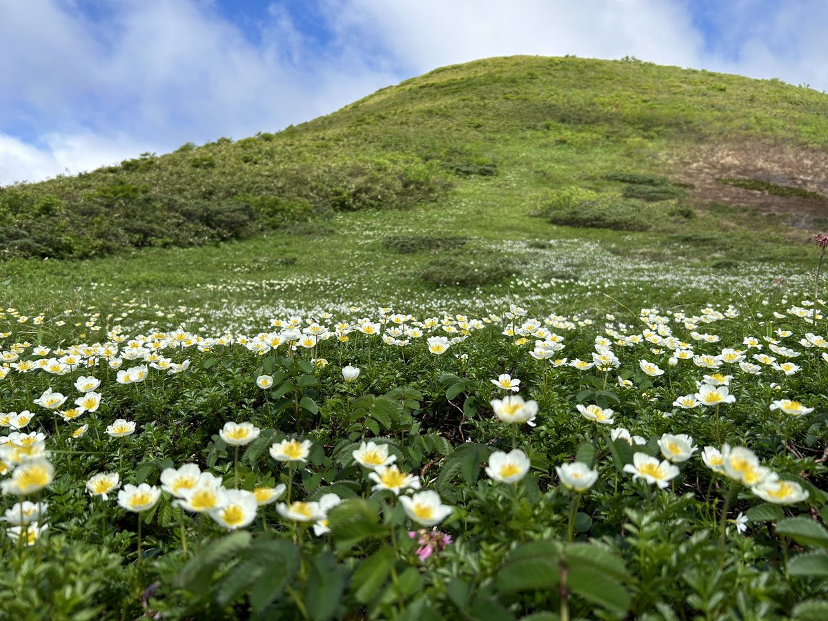 dakekanba1's tweet photo. 秋田駒ヶ岳のお花畑は自分が今まで見てきたお花畑の中で最高のお花畑でした https://t.co/nhr2BY6fWe