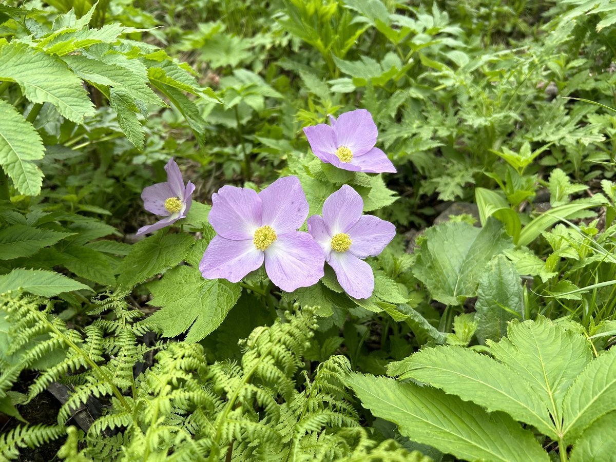 dakekanba1's tweet photo. 秋田駒ヶ岳のお花畑は自分が今まで見てきたお花畑の中で最高のお花畑でした https://t.co/nhr2BY6fWe