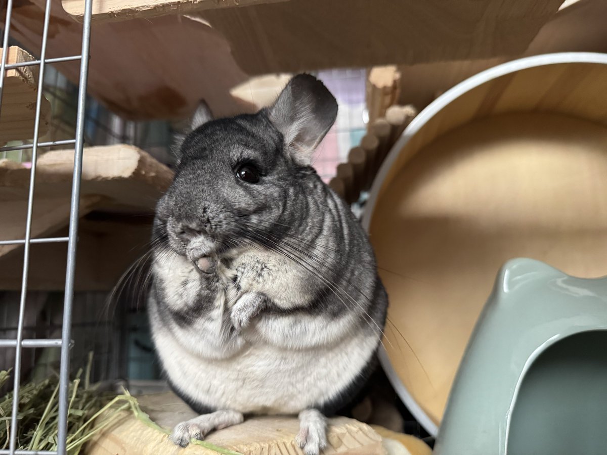 moa_chinchilla's tweet photo. てゃんでぃ！てやんでぃ！ #moa_chilla https://t.co/CIe5doJzCU