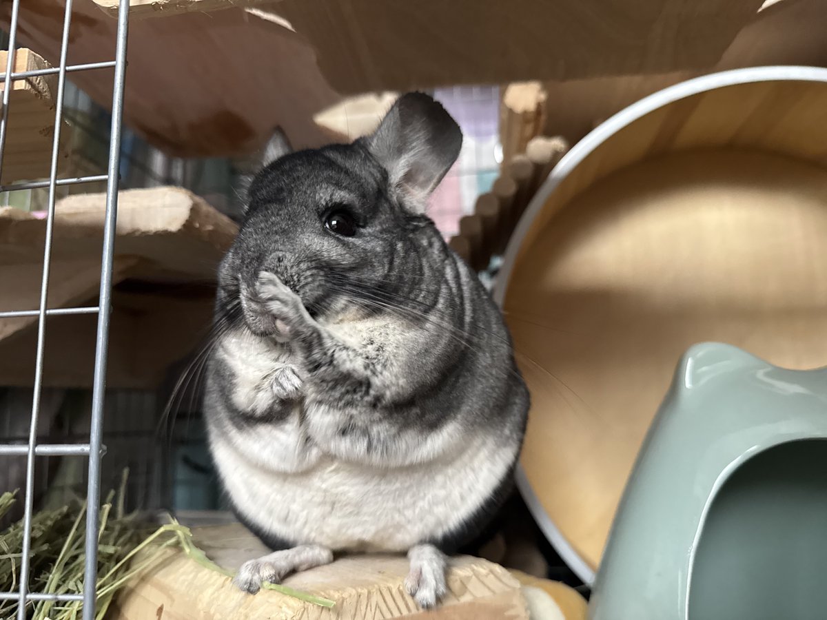 moa_chinchilla's tweet photo. てゃんでぃ！てやんでぃ！ #moa_chilla https://t.co/CIe5doJzCU