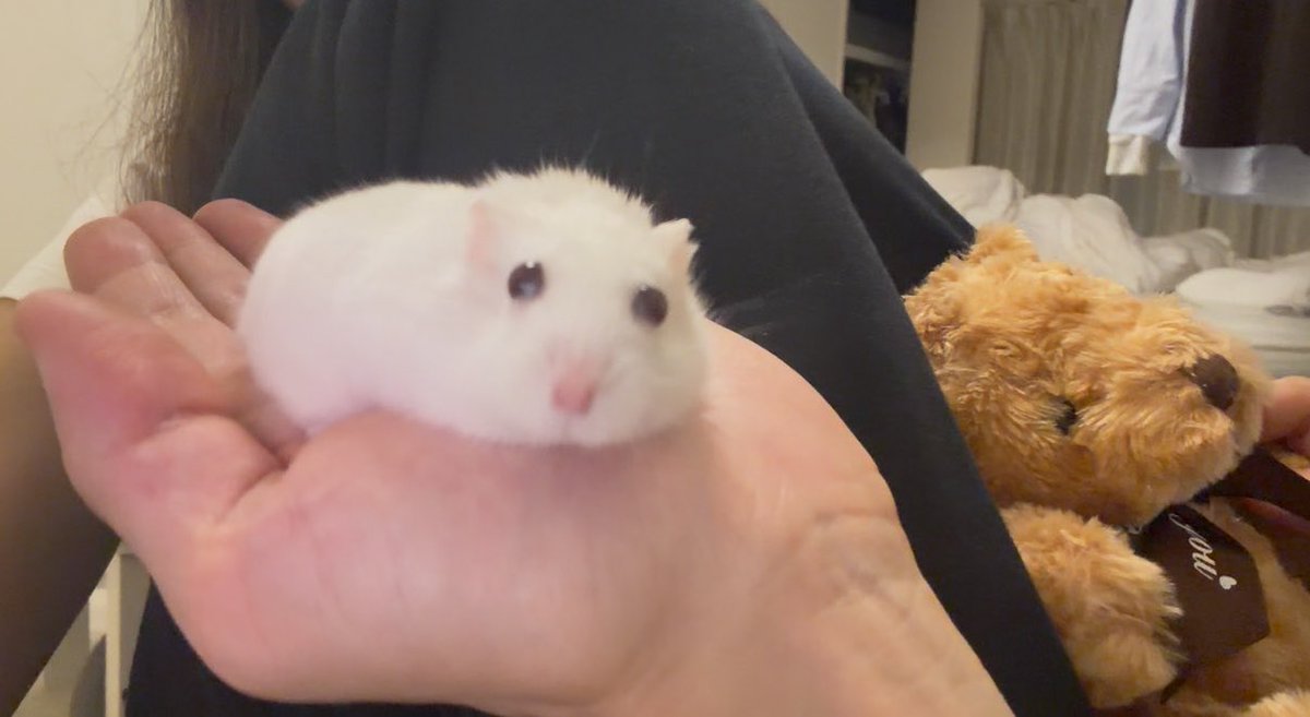 02_gogogo's tweet photo. こんにちは。ホッキョクグマの赤ちゃんです。 https://t.co/R3DHuJfs7D