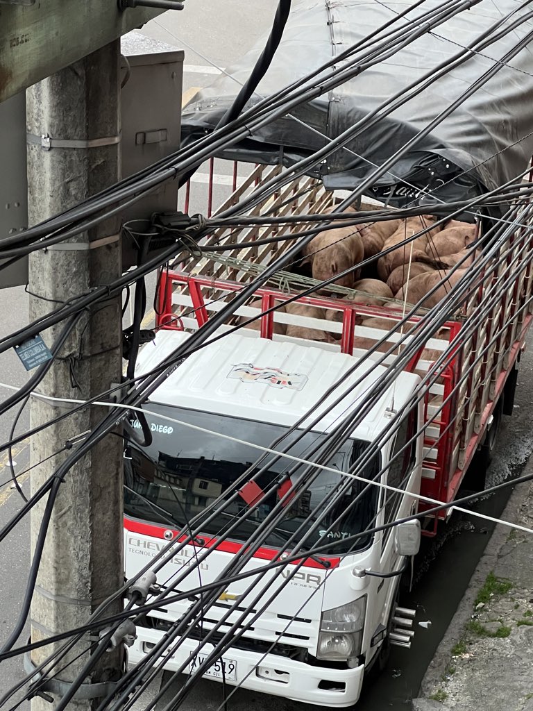 alejqr19's tweet photo. @ColombiaOscura La policía nunca llegó a pesar de que se les avisó y a uno de los cerdos lo metieron a una fama, recién bajado del camión y aparentemente lo acababan de matar por los ruidos que se escucharon en un momento. Adjunto de igual manera más fotos https://t.co/Og4PKUffSU