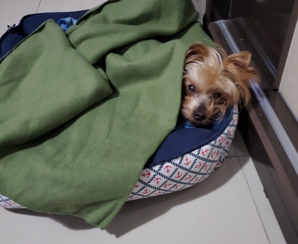 c_la100's tweet photo. Dia 01/07, ta fazendo 1 semana que vc se foi. Falar sobre ainda é difícil, mas muito necessário pra mim nesse momento. 
Um neném, eu sempre vou te amar, eternamente 
Meu chuzin, meu Teddy https://t.co/Khl7qRLKcY