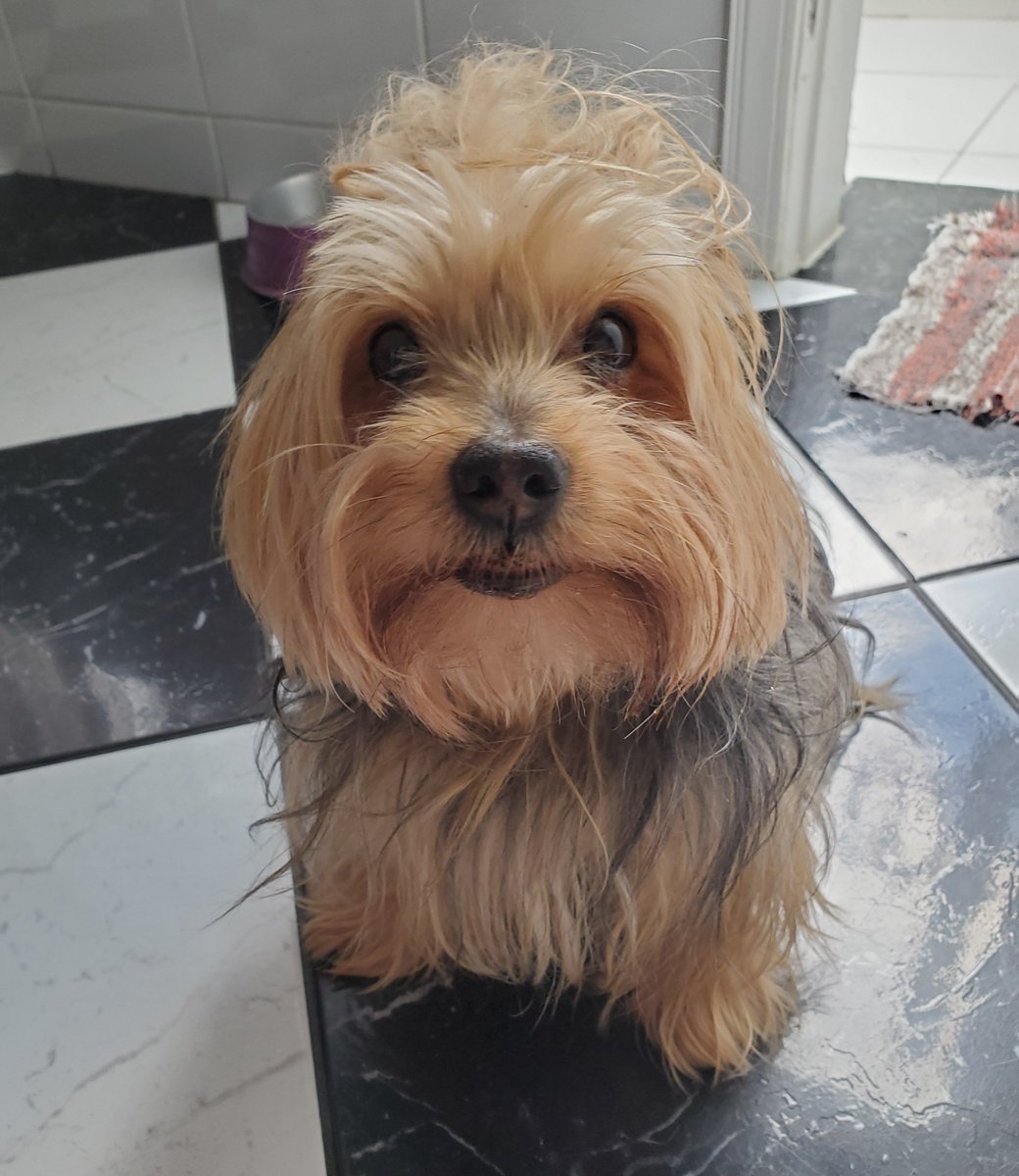c_la100's tweet photo. Dia 01/07, ta fazendo 1 semana que vc se foi. Falar sobre ainda é difícil, mas muito necessário pra mim nesse momento. 
Um neném, eu sempre vou te amar, eternamente 
Meu chuzin, meu Teddy https://t.co/Khl7qRLKcY