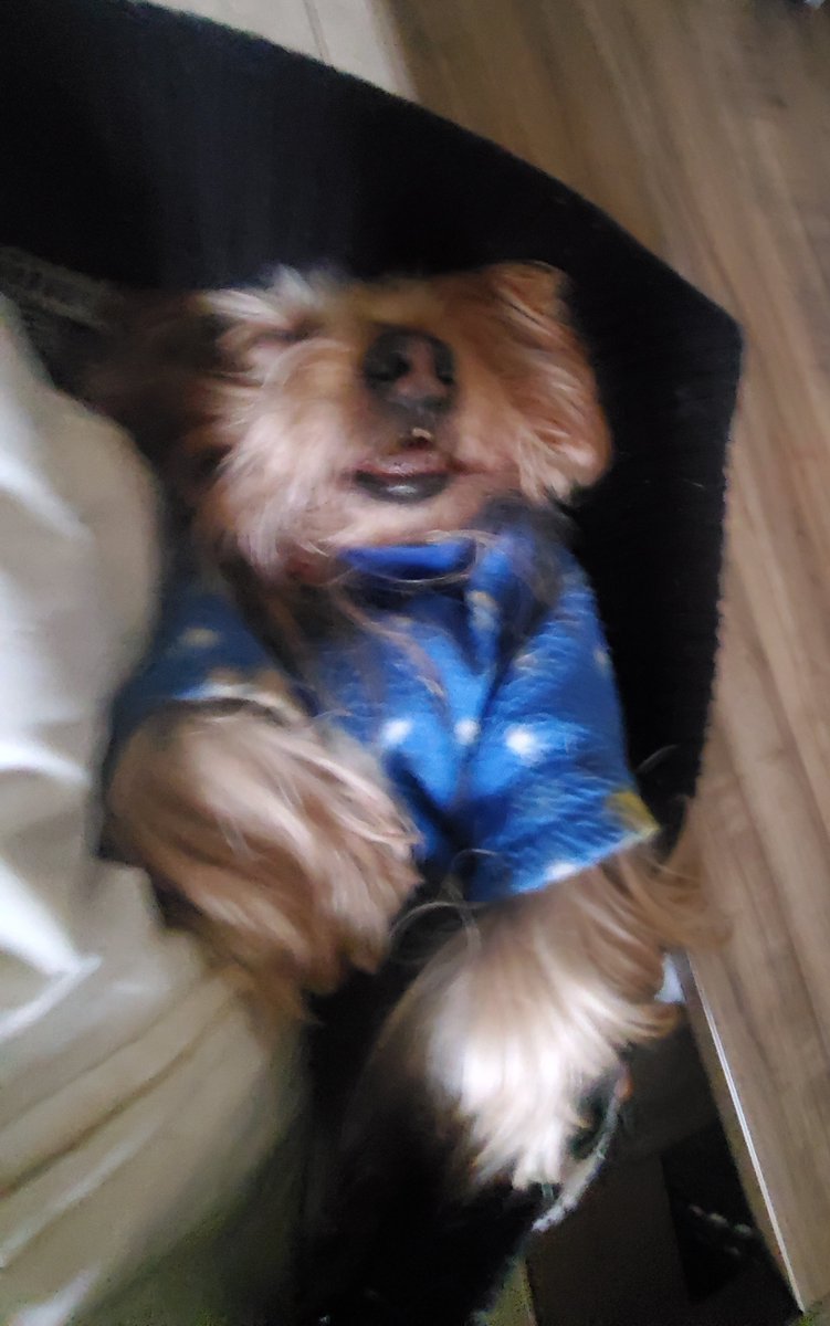 c_la100's tweet photo. Dia 01/07, ta fazendo 1 semana que vc se foi. Falar sobre ainda é difícil, mas muito necessário pra mim nesse momento. 
Um neném, eu sempre vou te amar, eternamente 
Meu chuzin, meu Teddy https://t.co/Khl7qRLKcY