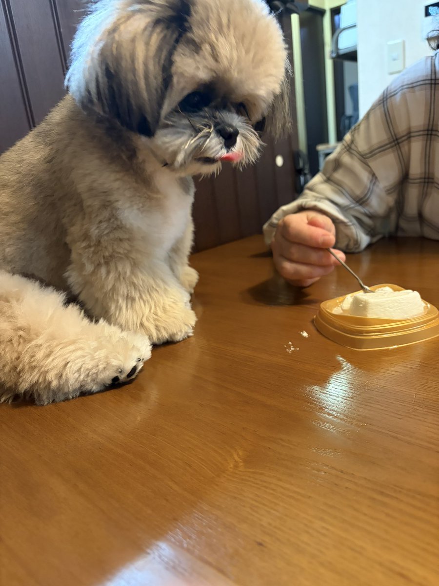 rokunetmemo's tweet photo. 昨日はうちの子の誕生日でした🎂
2歳になっても中々落ち着かないヤンチャ娘ですが、いつも元気もらってます🐶
昨日は母上から犬用のケーキもらってました！

本当に可愛いし、近所の人からも好かれるアイドル的な存在です。
これからも元気にすくすく育ってね⭕️ https://t.co/LYNNjEX5bH
