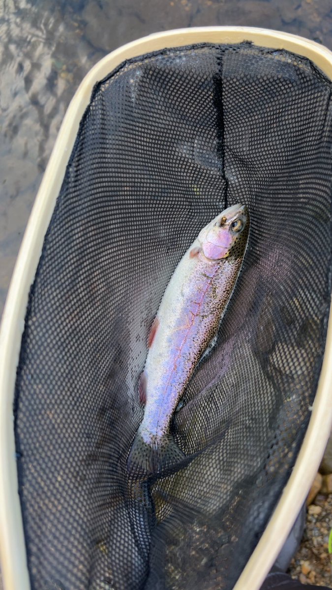 chrisfatherof1's tweet photo. The wife and I split earlier this month and it’s been hard. Anyways here’s 2 rainbows Chris caught on the fly today. #thatsbaseball https://t.co/rVFPcKBGmi