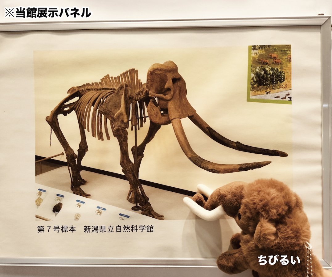 幕別町]学芸員監修＆子どもたちと作った！忠類 ゆるキャラトレカ パオ