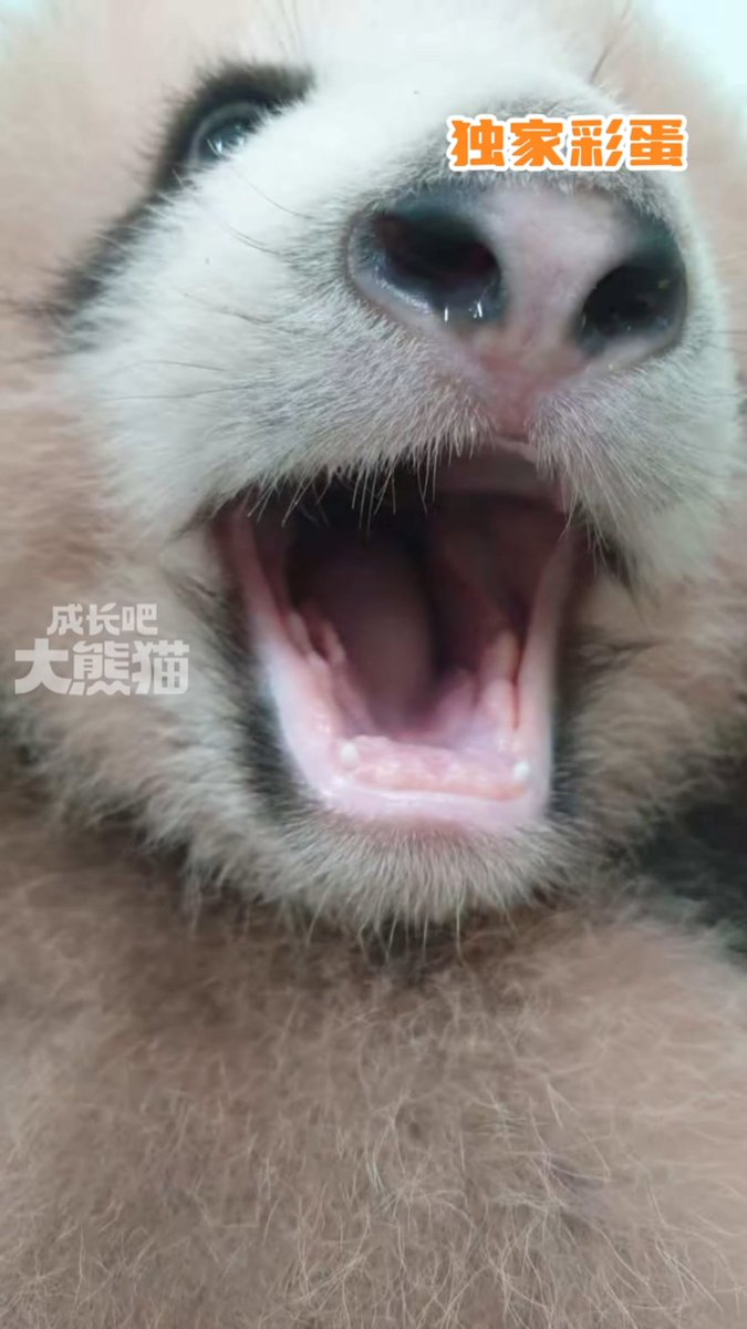 likingpanda's tweet photo. Baby Rio's adorable pics, shared by Keeper Wukai 🥰

#pandaRio #LiAo #大熊猫里奥 https://t.co/WoA4k3vC8K