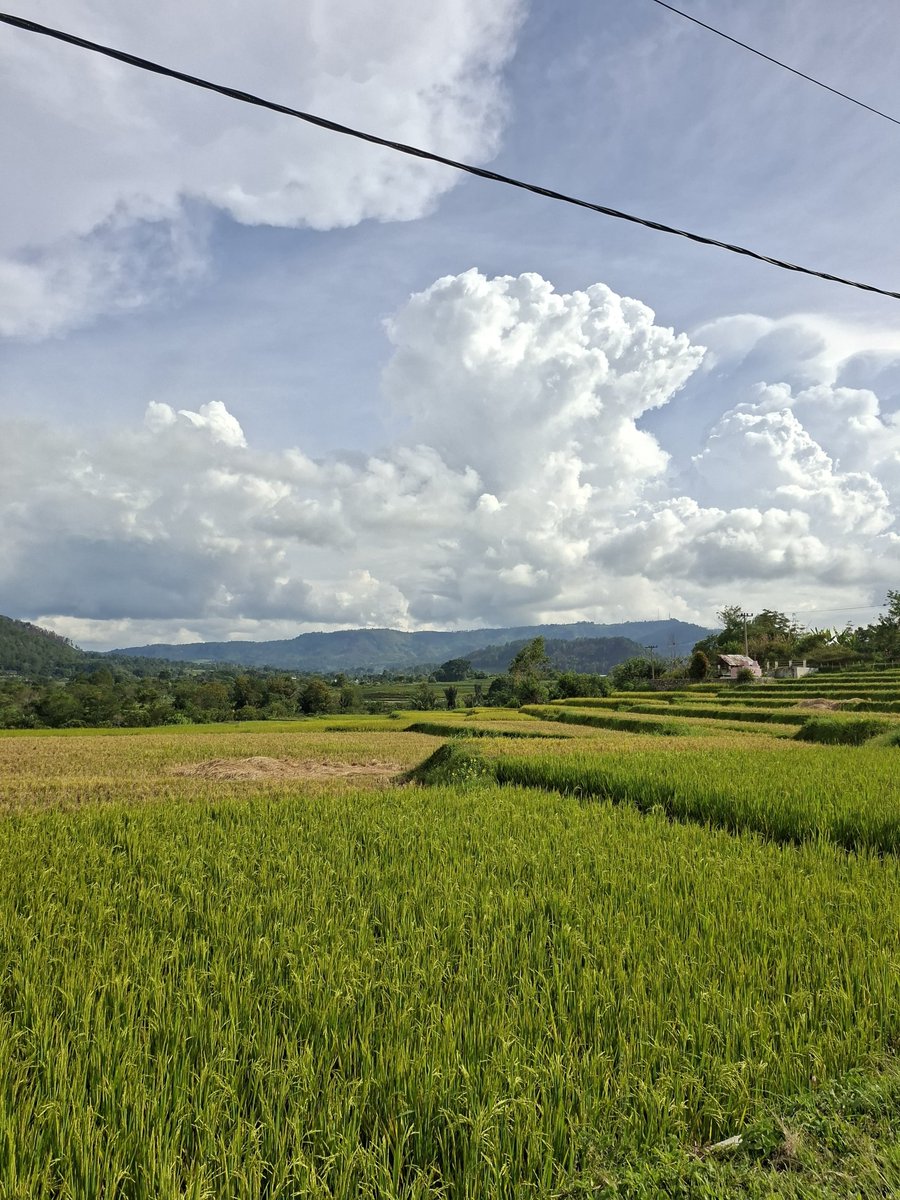 rumputgoyang tweet media