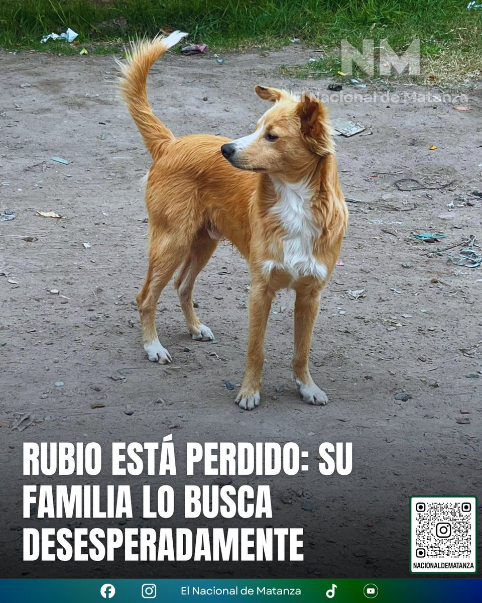 NacionalMatanza's tweet photo. 🐶 RUBIO ESTÁ PERDIDO: SU FAMILIA LO BUSCA DESESPERADAMENTE 💔

Desde el 28 de junio, Rubio no aparece. Se perdió en la zona de Barrio La Loma y desde entonces su familia lo busca sin descanso.

No es solo una mascota: es el compañero inseparable de un nene que lo extraña muchísimo y lo espera en casa. Cada día que pasa aumenta la preocupación.

🙏 Si lo viste o sabés dónde puede estar, escribinos por privado y haremos llegar la información a su familia.

Compartí esta publicación. Entre todos podemos ayudar a que Rubio vuelva a su hogar. 🏡❤️