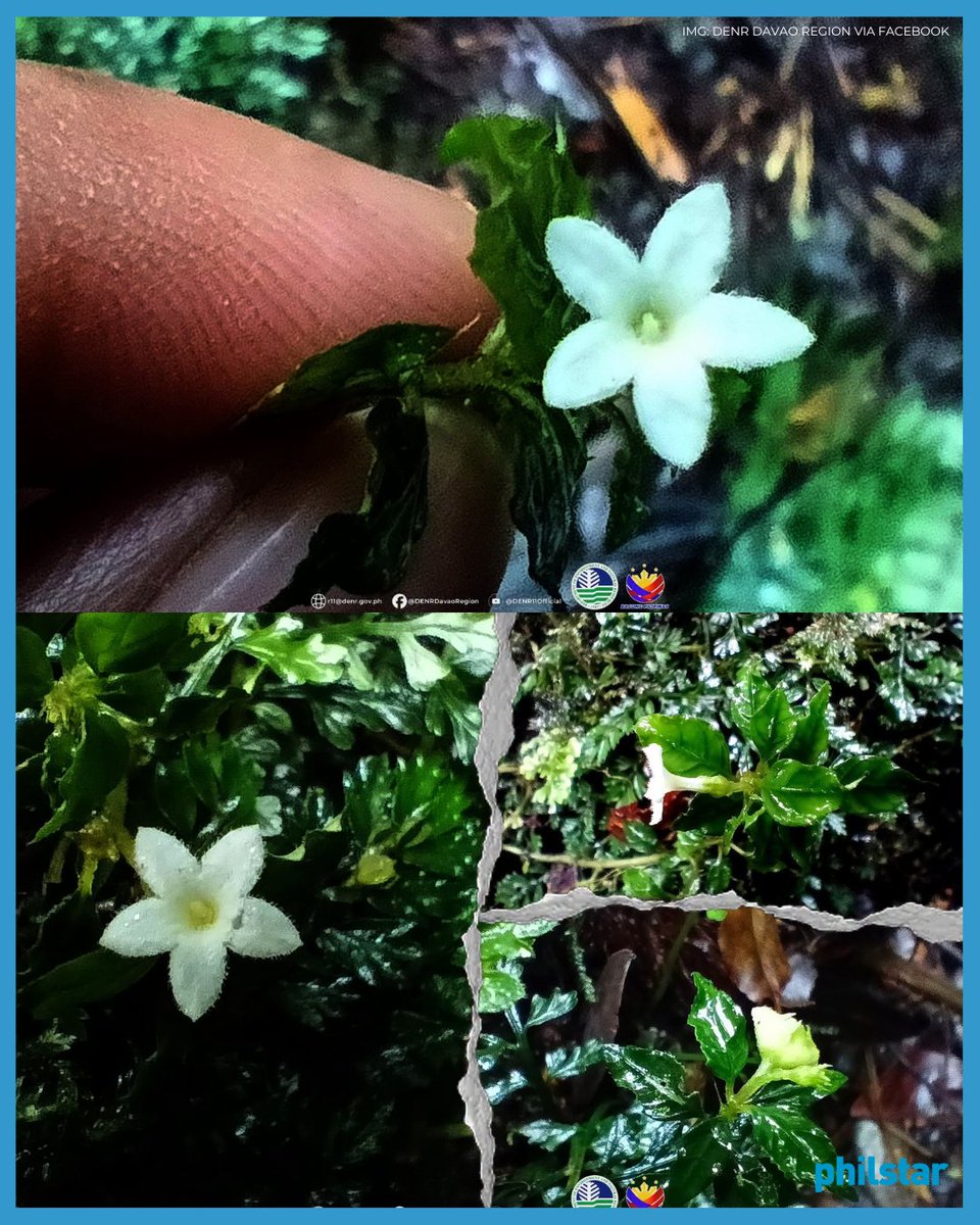 PhilstarNews's tweet photo. BLOOMING IN THE RIGHT TIME 🌸

The Department of Environment and Natural Resources (DENR) Davao Region said that it has discovered a rare plant in Mt. Apo which has not been seen for 122 years. 

According to the DENR, the Ophiorrhiza biflora was first discovered and collected in 1904 by American botanist Edwin Copeland. It added that the 2026 discovery was the first time in the Philippines that the plant has been photographed. 

“The rediscovery is highly significant as it confirms the continued survival of a Philippine endemic species that had not been documented in Mount Apo for over a century. It also reinforces Mount Apo Natural Park's status as one of the country's important biodiversity hotspots and further strengthens its bid for UNESCO Global Geopark recognition,” the DENR added.