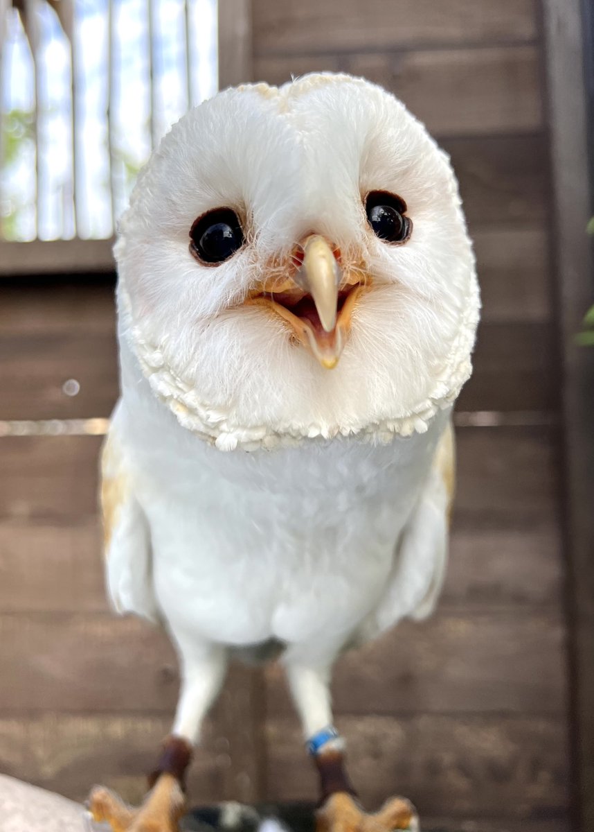 TOKUYAMA_ZOO's tweet photo. 今日でアイは10歳になるよ。

#徳山動物園　#メンフクロウ　#フクロウ　#アイ　#10歳　#誕生日　#おめでとう https://t.co/JqLrZPui97