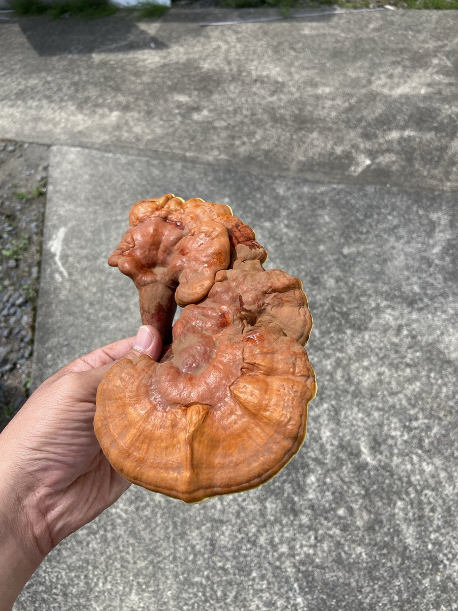 Boo_Watanabe's tweet photo. マンネンタケ（霊芝）
【菌床栽培品🍄】 https://t.co/SSJGedj5wg