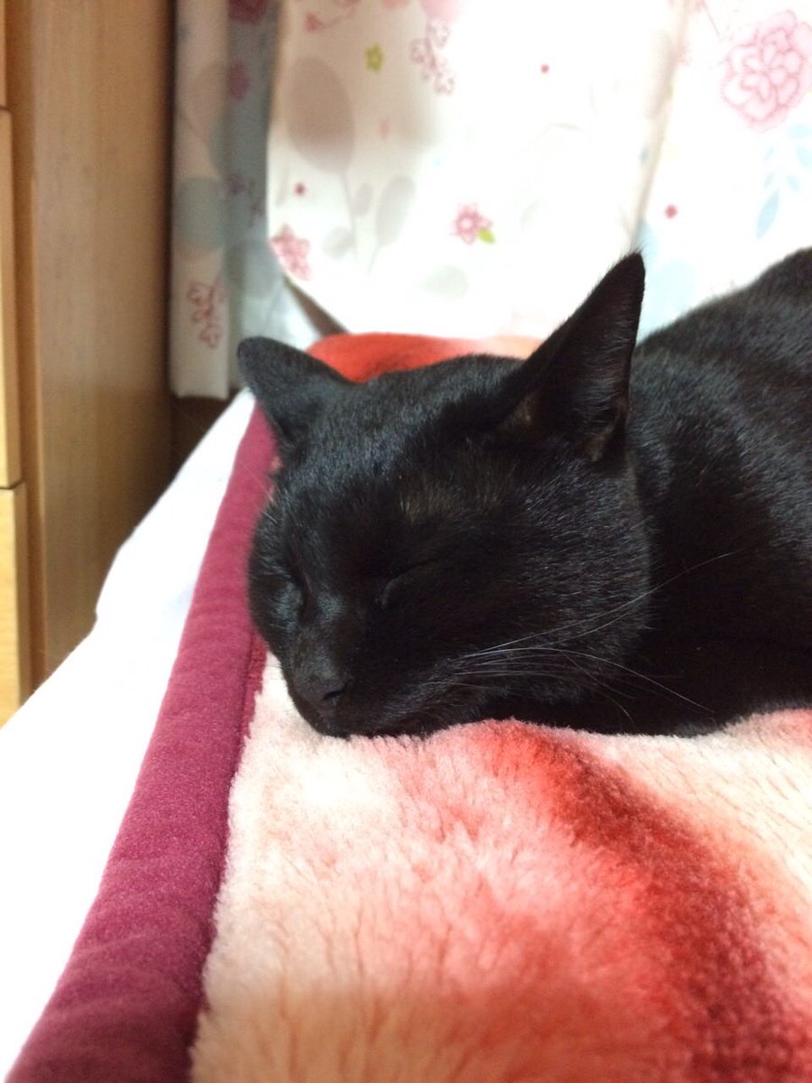 ami6130's tweet photo. ランチ食べて血糖値上がって眠たくなってきました🥱

お昼寝してるジジです🐈‍⬛ https://t.co/lwyr8nQJhx