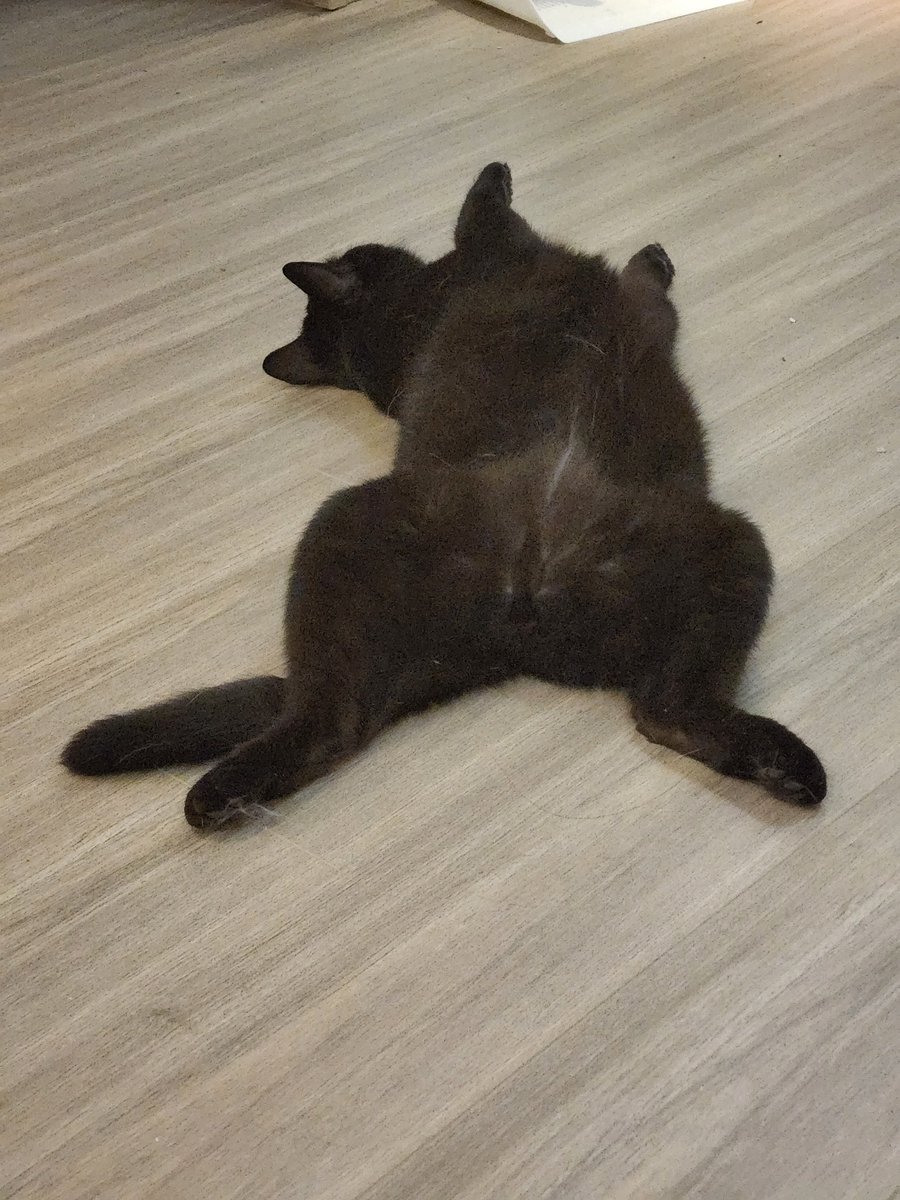 Chalky_cyq's tweet photo. To my sweet Dobby,

You're a free elf, full of curiosity and wonder. You don't owe me bravery, and you never need to put yourself in harm's way for me.

Thank you for walking into my life.
Mommy love you forever. 🐈🤍

#Dobby #Cat https://t.co/eh5RzPRRUN