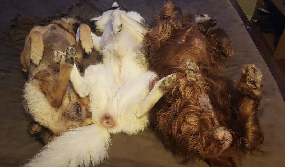 doggyanatomy's tweet photo. https://t.co/3WAN2l0RSA