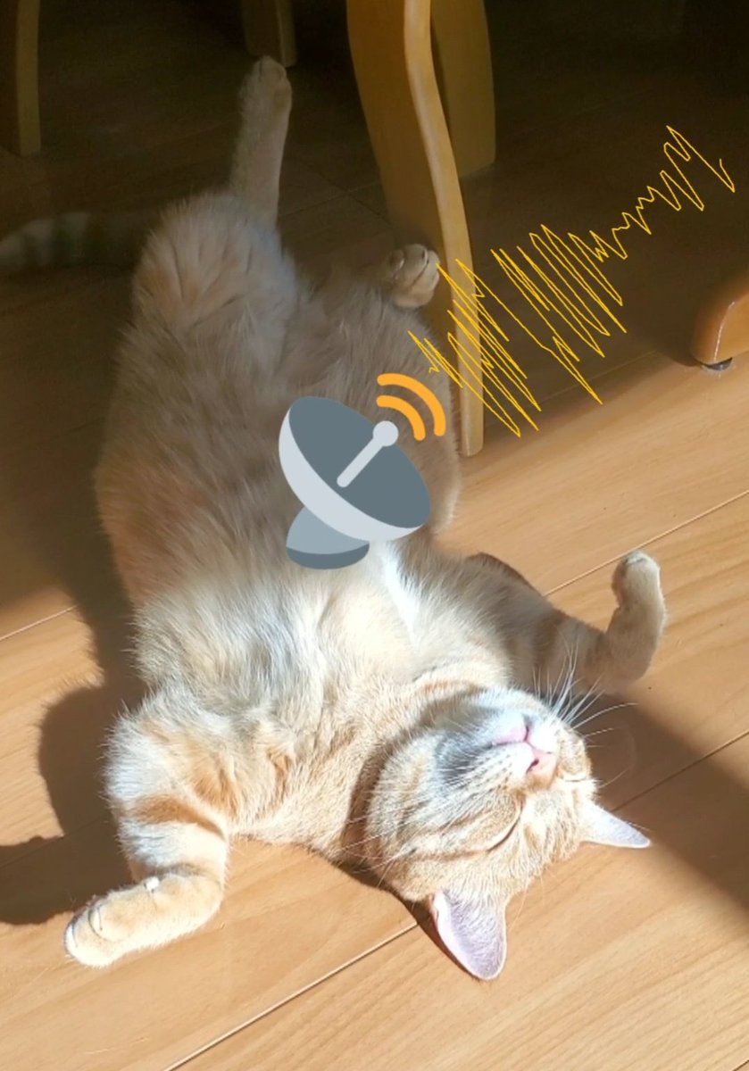 kojumacha's tweet photo. こじゅ兄ちゃんは今日も夢中で交信中…
🐱📡⚡⚡⚡
果たしてこんな奇妙なポーズの怪電波で成功するのか?🧐
↓ｺﾁﾗから見てにゃ😸✨
https://t.co/NpVK3H5Jcd

#猫好きさんとつながりたい 
#茶トラ
#猫のいる幸せ https://t.co/uopeHVO92n
