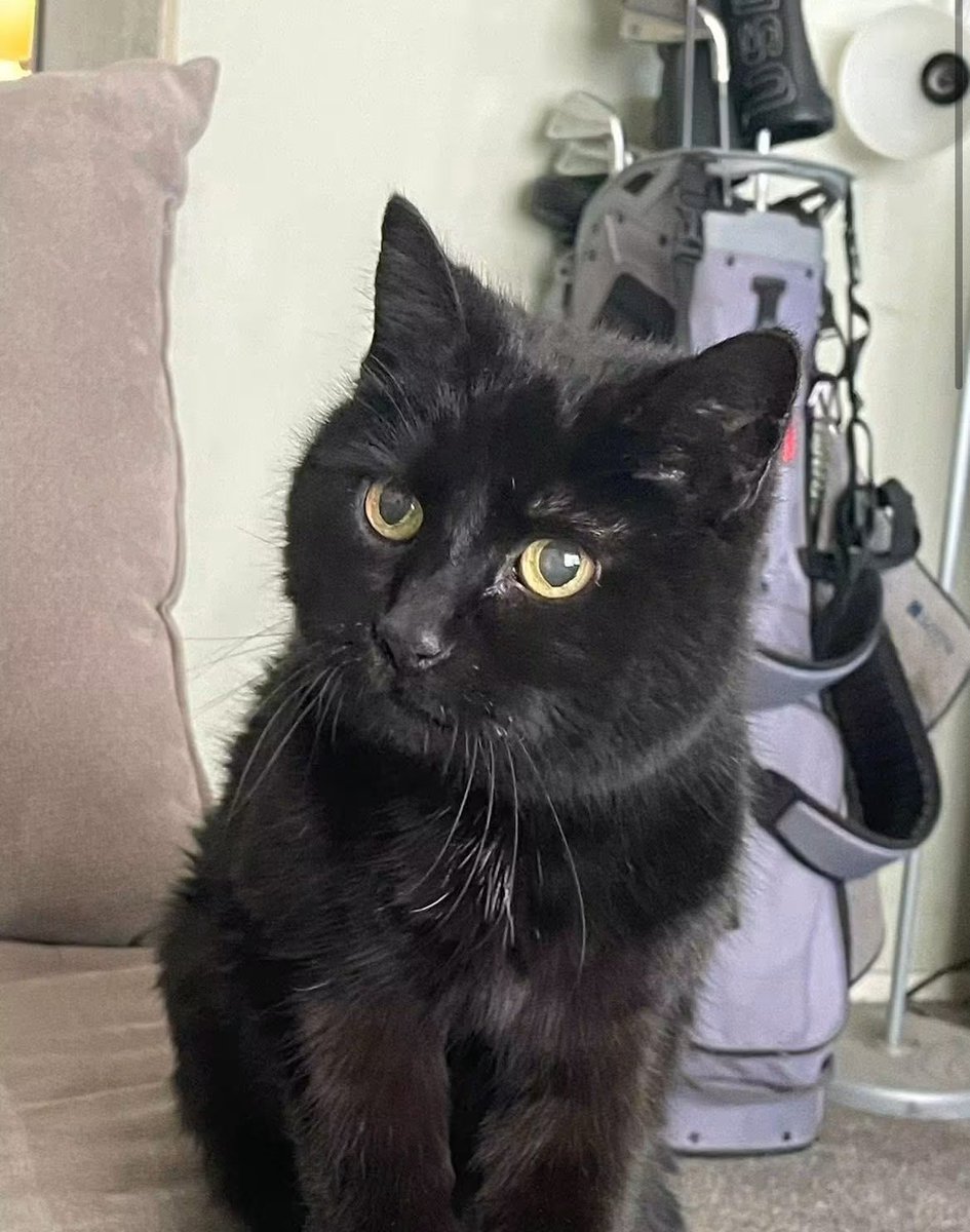 LepRecon3619's tweet photo. @BengalYouTube For 19 years I had my black girl. This was a couple weeks before she went, offended my lunch took her spot on my lap. My condolences and prayers to you, Mr. Bengal. https://t.co/SIYxNlVgWN