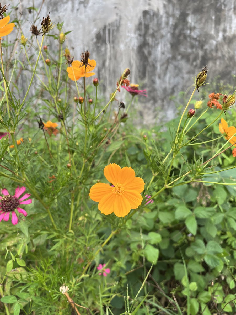imchoises's tweet photo. menghijaukan timeline 🌼🌻🌿🪻 https://t.co/JUBltn3vhr