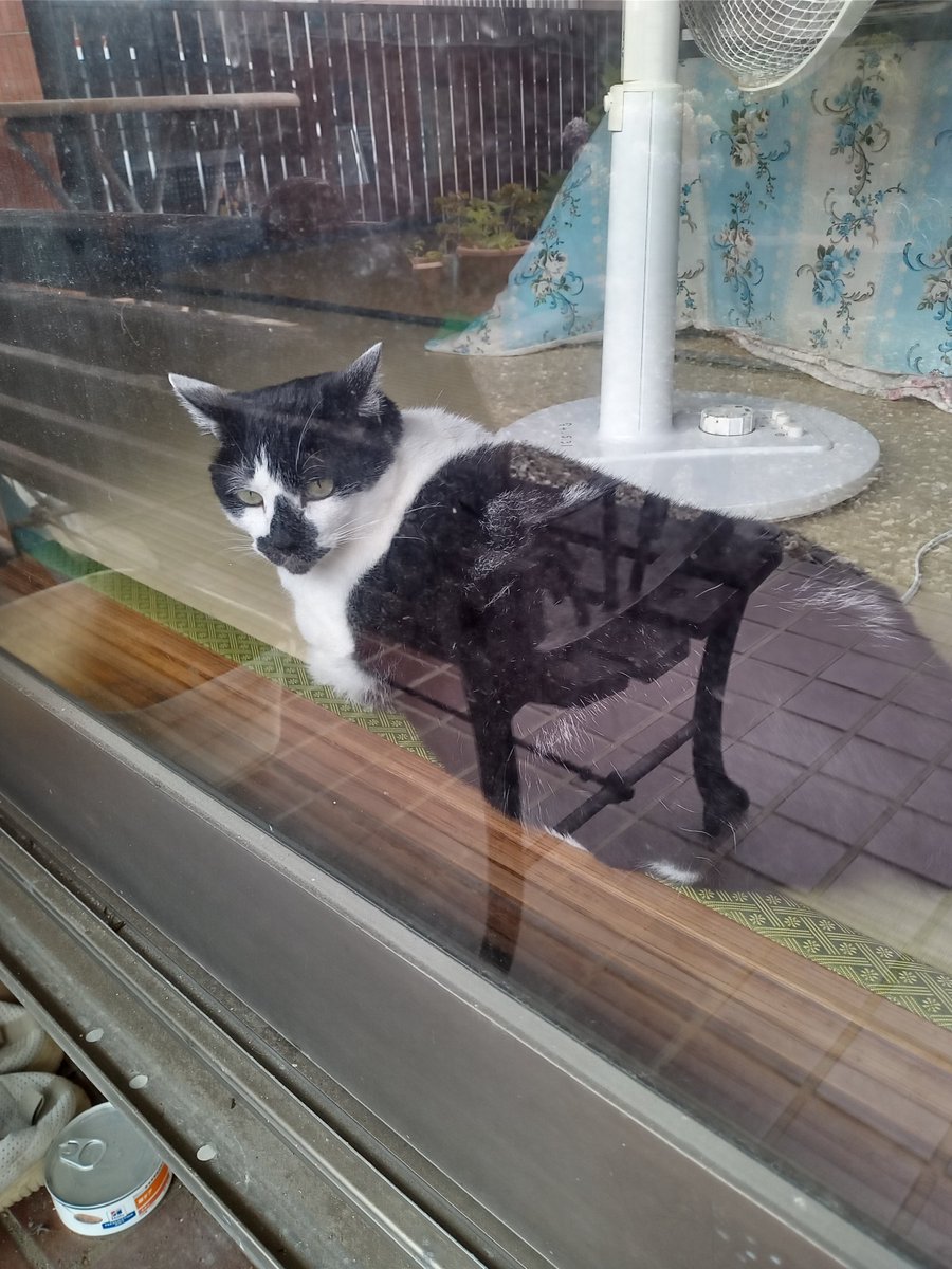お昼のネコ(=^・^=)