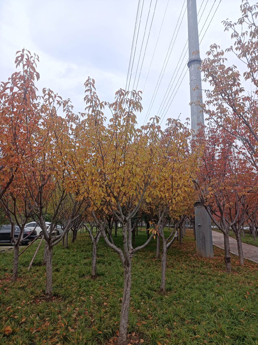 DrHabib63184749's tweet photo. [Today’s autumn equinox!  May crisp winds carry all your best wishes—happy, balanced days ahead for everyone!]， https://t.co/0qdnyuyxIK