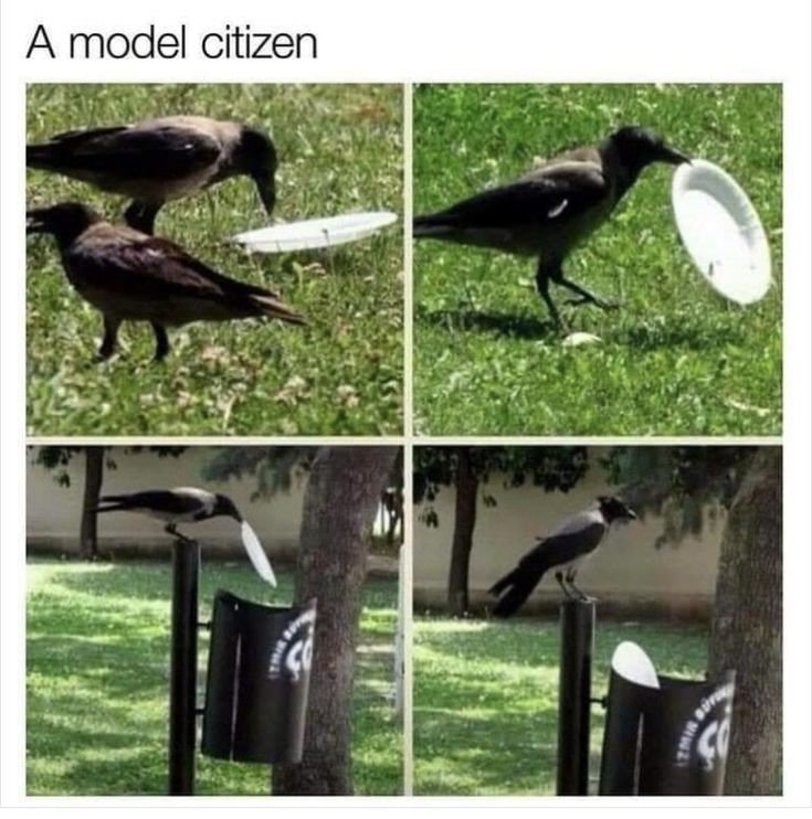 The_Regal_Raven's tweet photo. https://t.co/DU7cZxQCPb