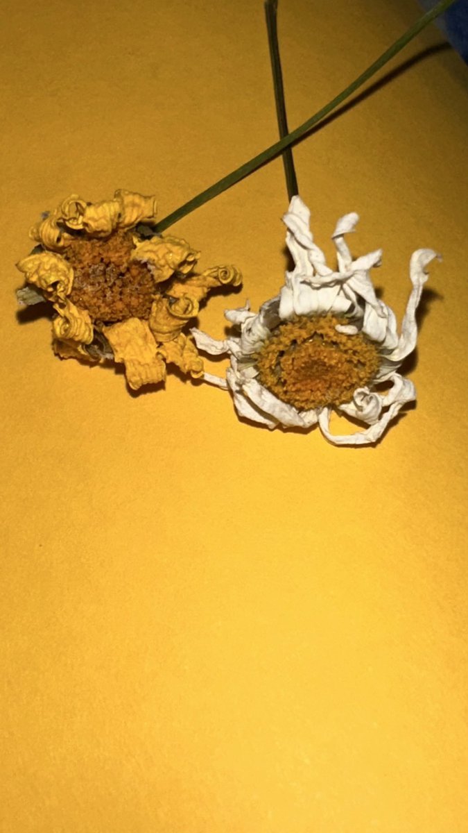 _ShorokAshraf_'s tweet photo. 🌼🤍 https://t.co/lfQ0fTY4wR