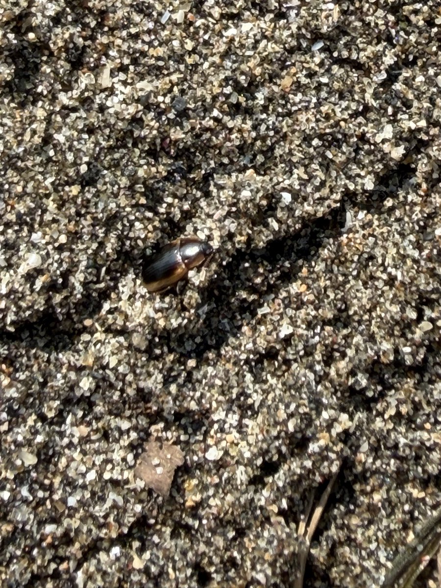 tomoki_martini's tweet photo. 昨日は用事のついでに、砂浜に寄ってきた
クロズハマベゴミムシダマシ(神奈川では記録少なめ？)が割と沢山いた
ケラは砂浜でも大丈夫なのだろうか https://t.co/0Q37PzmPSe