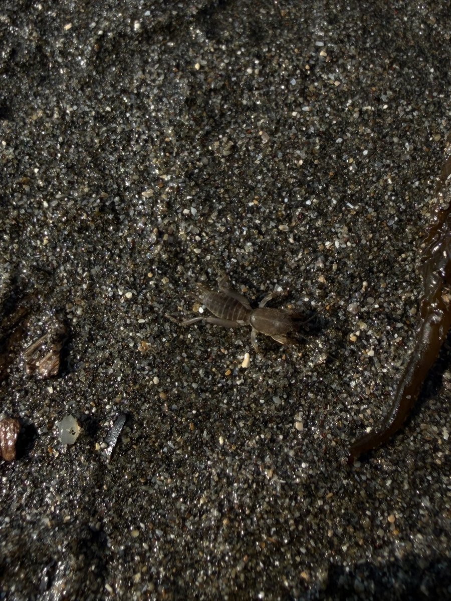 tomoki_martini's tweet photo. 昨日は用事のついでに、砂浜に寄ってきた
クロズハマベゴミムシダマシ(神奈川では記録少なめ？)が割と沢山いた
ケラは砂浜でも大丈夫なのだろうか https://t.co/0Q37PzmPSe