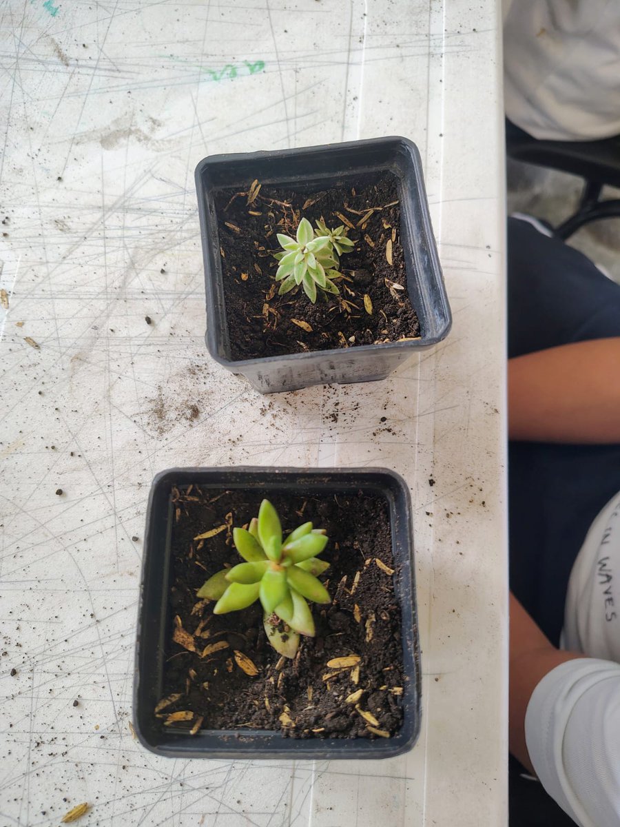 derly_puerto's tweet photo. @ElOIRdelaRegion @mangel0326 @UniversidadUNAD @JaimeLeal_ @RedestUNAD @BabativaJo95760 🌎 🌱 #VIDERzcsur Promovemos la educación ambiental mediante actividades pedagógicas que fortalecen en la niñez el cuidado del suelo, la germinación y el respeto por la naturaleza, sembrando conciencia para un futuro sostenible.💚 #ModeloSISSU En la I.E. Rafael Pombo. https://t.co/CGLOcYSf4g