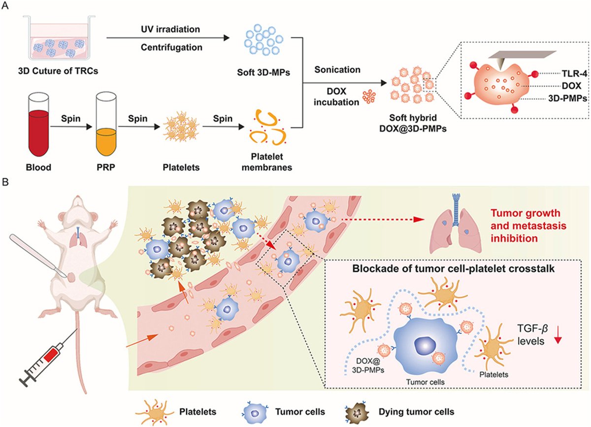 ActaPharmSinB's tweet photo. Article✍️#Soft #cell-derived hybrid #microparticles with #platelet #decoys for enhanced #cancer #chemotherapy. From Dr. Yong @HuazhongUniversityofScienceandTechnology; @Sciencedirect; @ElsevierConnect.
https://t.co/RXCKYaA9Gb. https://t.co/C48OoMoWZA