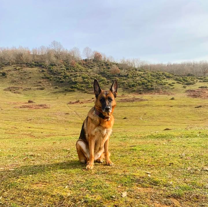 JamieFairc29036's tweet photo. What a lovely picture😍😍
#ShepherdJoyful #GSDFriends #ShepherdGoals #TrainingDay #HerdingDogs #GermanShepherdusaloverrr https://t.co/npRE9YnLEF