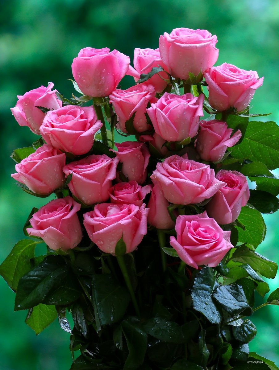anishgphotos's tweet photo. Have a nice day. https://t.co/vgdVZaLXDG
