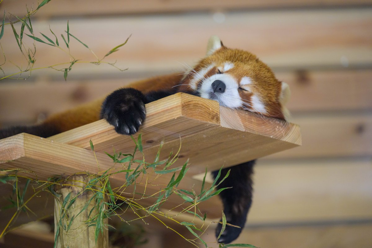 itozu_zoo's tweet photo. 雨の日はまったり

#到津の森公園 #レッサーパンダ #RedPanda https://t.co/uyiS4tkn85