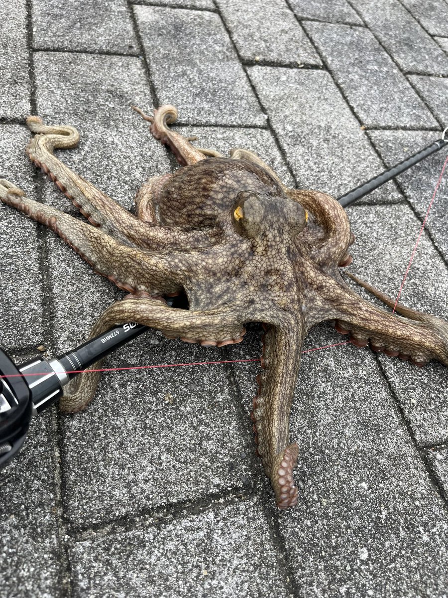 stream_knights's tweet photo. でかタコ来たぜ🐙💥 https://t.co/vu3ozXk9DF