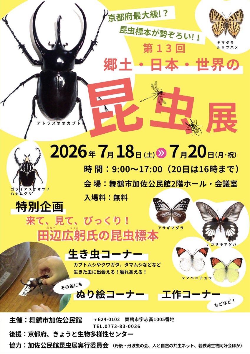 Re_Nebel_'s tweet photo. 京都府下最大級の昆虫展、今年もやります！！
舞鶴市加佐公民館で入場無料となっております！
7月3連休は是非舞鶴に遊びに来てください🙇‍♀️
#昆虫展 https://t.co/tMgRXf75xq