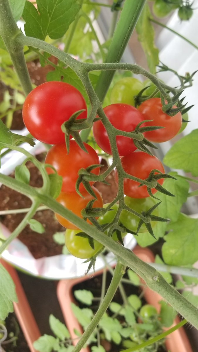 p1kern0's tweet photo. 今日の🍅です。4つ収穫。2枚目はこの前の変な形の総で順調に赤く大きくなってる。3枚目は今日見つけた別の3つ又の総、今年は変な生え方が多いね。4枚目は綺麗なグラデーションが楽しみの実が大きい総。 https://t.co/GESpHHshn5