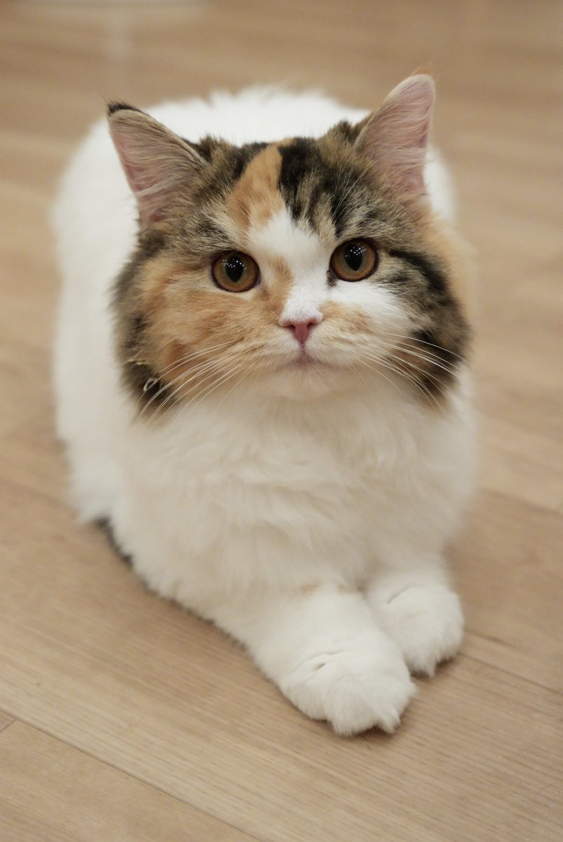 akihirocamera's tweet photo. #cat #catcafe #puchimarry #cute #photo #ilce7sm3 #sel2470gm2 https://t.co/xHMODNvcDn