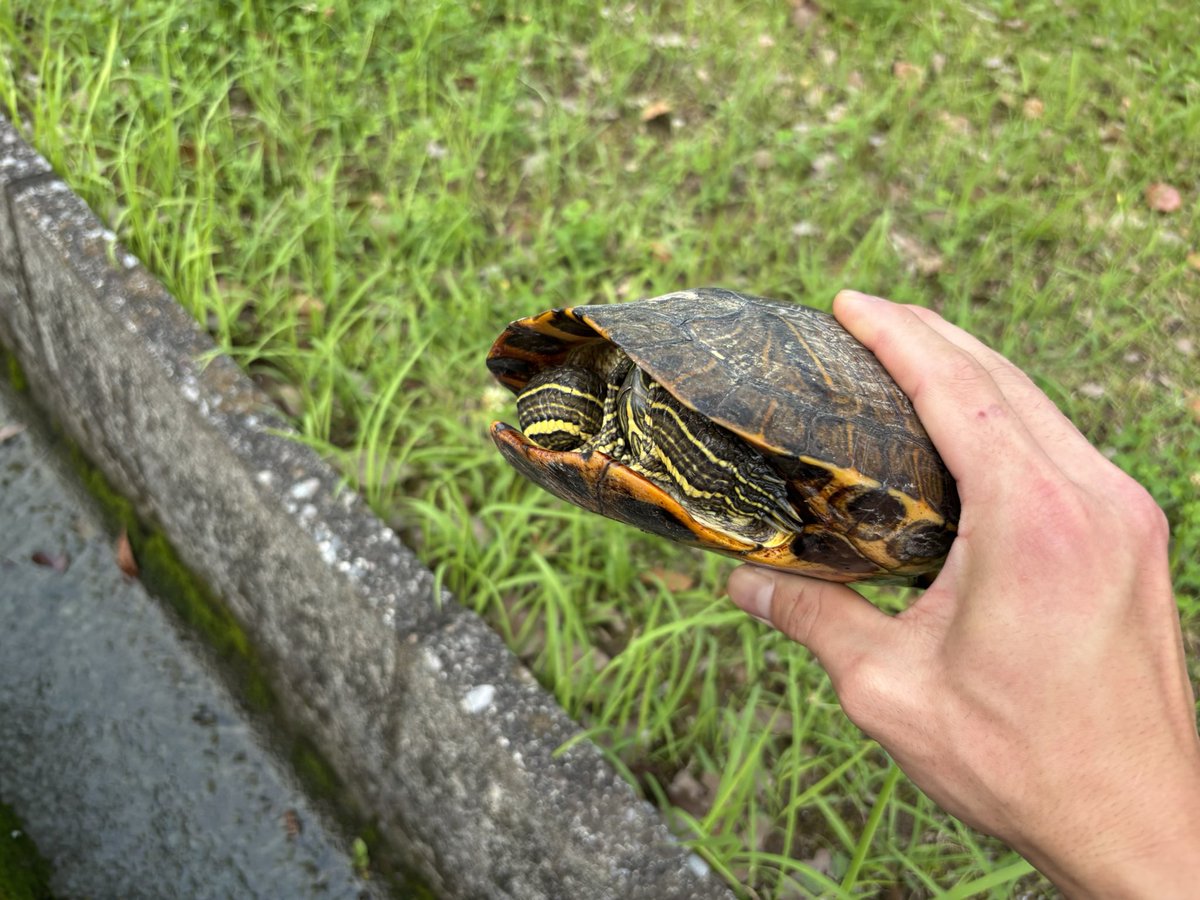 Jelly_8075's tweet photo. 公園の側溝に岩…⁇

でっかミシシッピだった https://t.co/BgSFNtDp5g