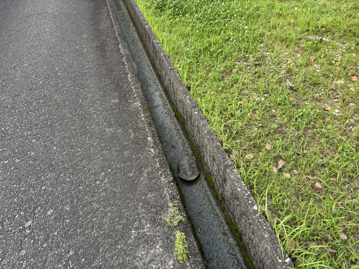 Jelly_8075's tweet photo. 公園の側溝に岩…⁇

でっかミシシッピだった https://t.co/BgSFNtDp5g