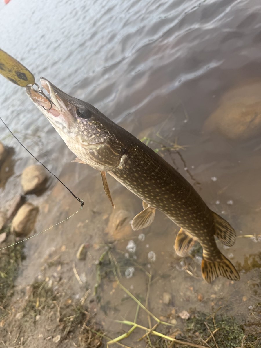 jayleemayy's tweet photo. caught a few northern pike the other day 

#alberta #fishing #northernpike #jackfish https://t.co/ceR2Ltd2Hn