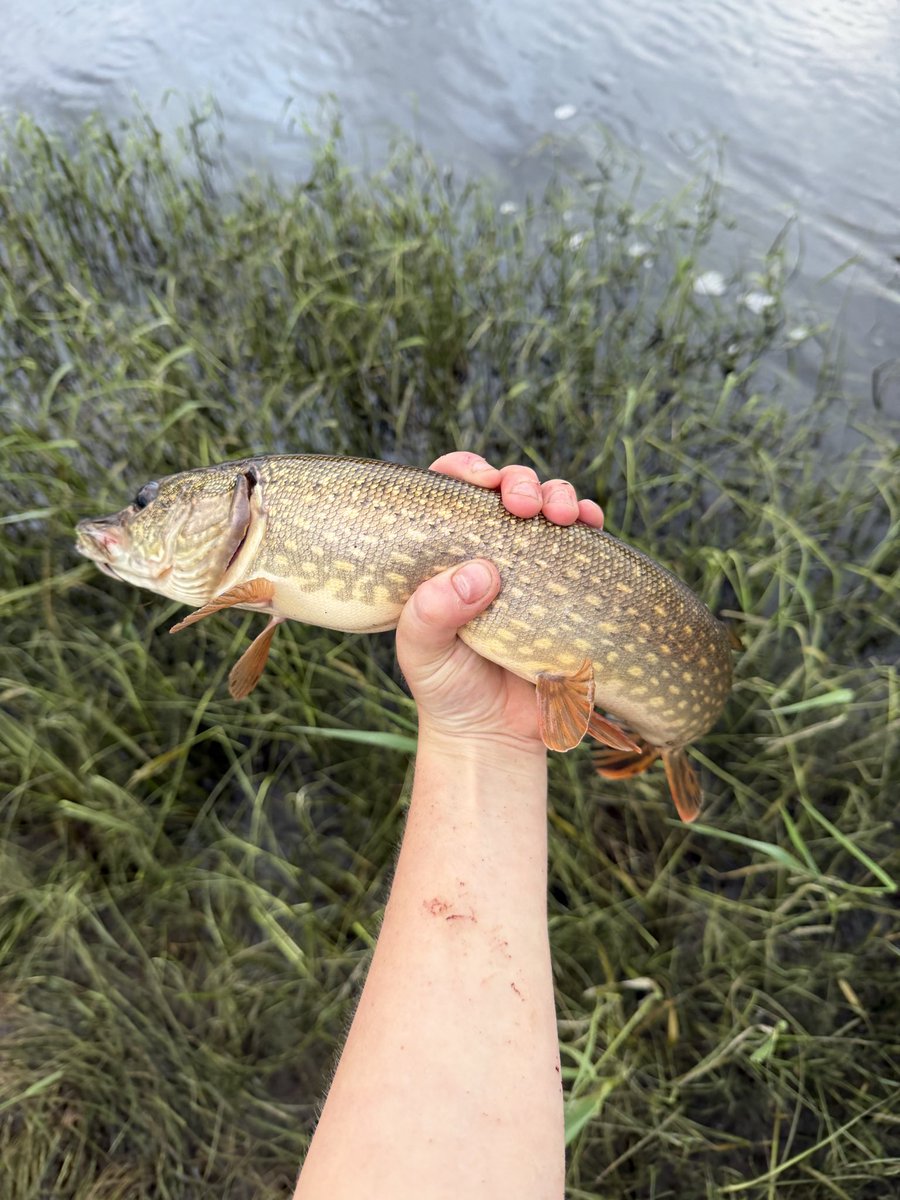 jayleemayy's tweet photo. caught a few northern pike the other day 

#alberta #fishing #northernpike #jackfish https://t.co/ceR2Ltd2Hn