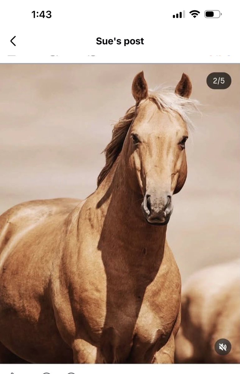 MaryMiniInnin's tweet photo. Maragai had been shot to death in front of his mares and foals this week … this is heartbreaking 💔… wrong .. brutal and so cruel … 
There is no need for this he was a well known stallion in Kosciuszko and loved by hundreds of thousands https://t.co/4Ir581e18z