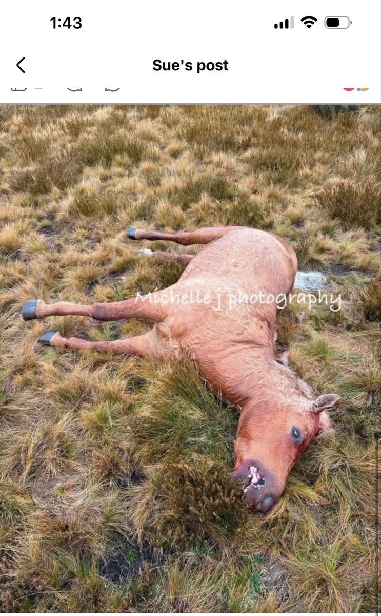MaryMiniInnin's tweet photo. Maragai had been shot to death in front of his mares and foals this week … this is heartbreaking 💔… wrong .. brutal and so cruel … 
There is no need for this he was a well known stallion in Kosciuszko and loved by hundreds of thousands https://t.co/4Ir581e18z