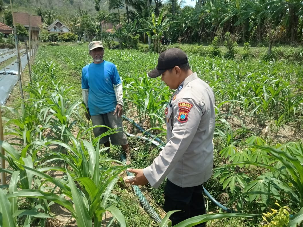 Sekalidawir's tweet photo. Bhabinkamtibmas Desa Tulungrejo Kecamatan Besuki mendampingi petani menanam jagung di lahan baku https://t.co/dXkIfXTOEF