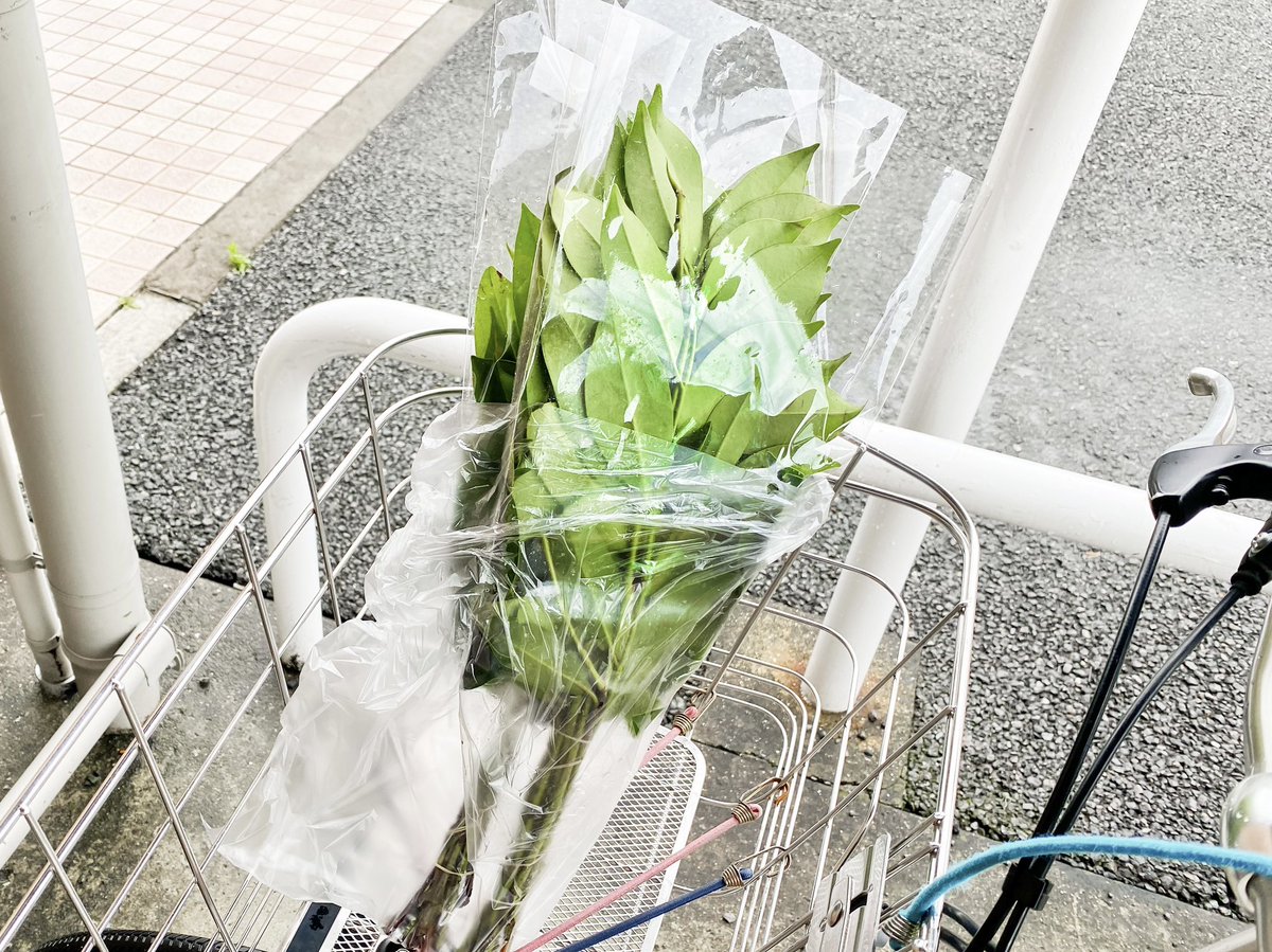 ymasai's tweet photo. 今朝、榊を買いに行くと
残りが思いのほか少なく、
ギリギリでゲットできました。 https://t.co/pE6d0xPgJN