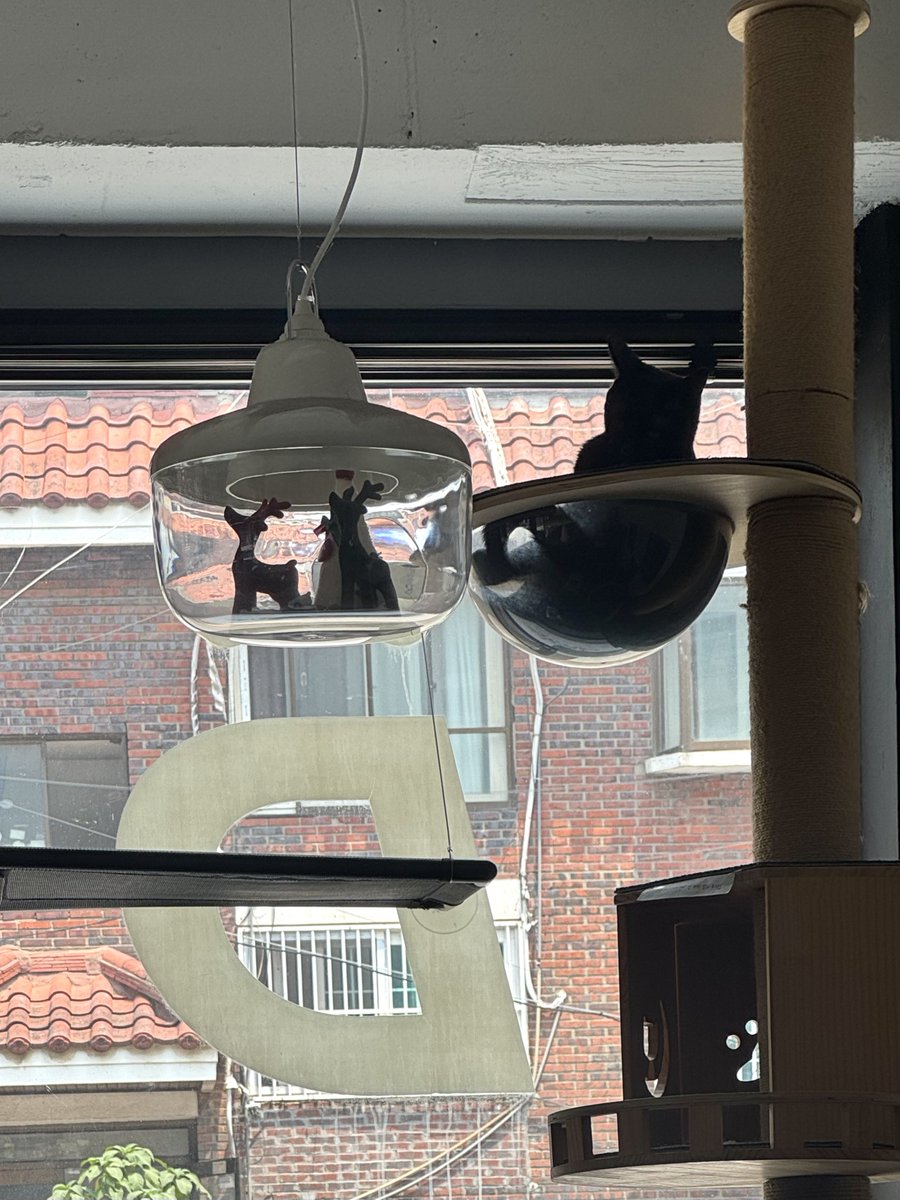 beeeepi's tweet photo. 🐈‍⬛🖤 https://t.co/nyARtCusKS